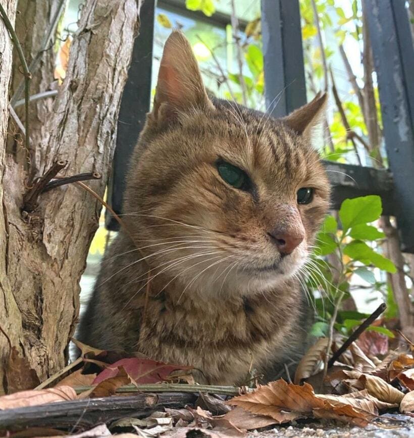 猫が苦手？なチチ。大変なことも多かったでしょう