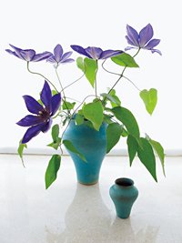 友人の陶芸家が贈ってくれたという花瓶に生けられた草花。カーテン越しの逆光でとらえられた草の緑に花の紫、陶器の青、背景の白に薄い影がなじんで美しい作品になっている