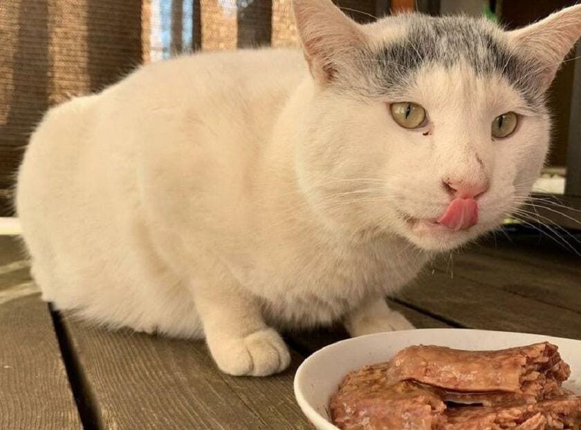 ご飯もよく食べる（提供）