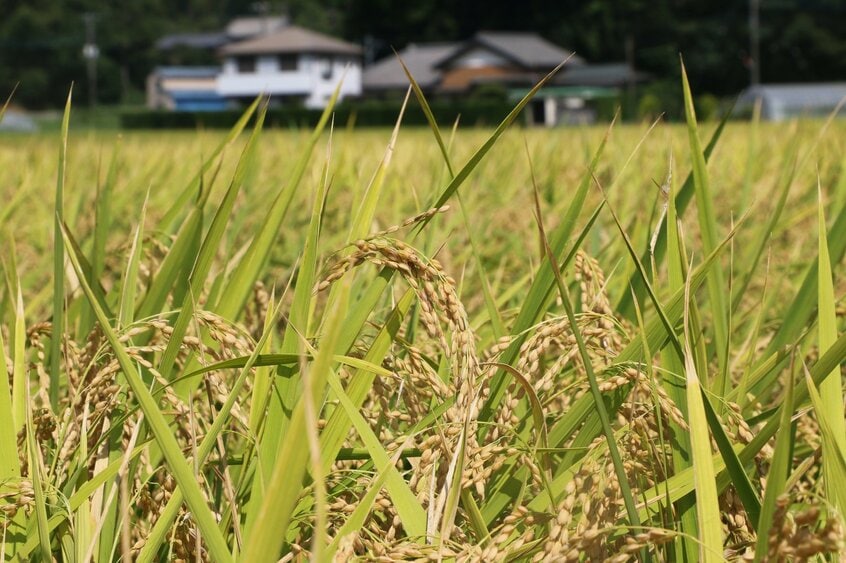 猛暑のなか、早場米の産地として知られる千葉県の稲田では新米の収穫が始まった=米倉昭仁撮影