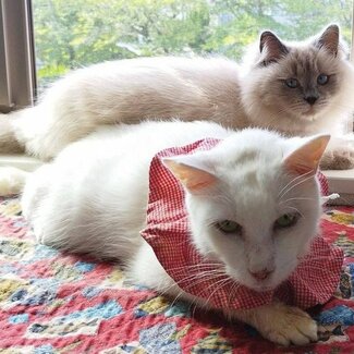 置き去り猫とボス引退の老猫はバツグンの相性 穏やかな暮らしに感じる「2匹は家族そのもの」