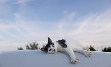 白銀のゲレンデに寝そべる猫「ゲレンデがとけるほど恋しとくニャ」【沖昌之】