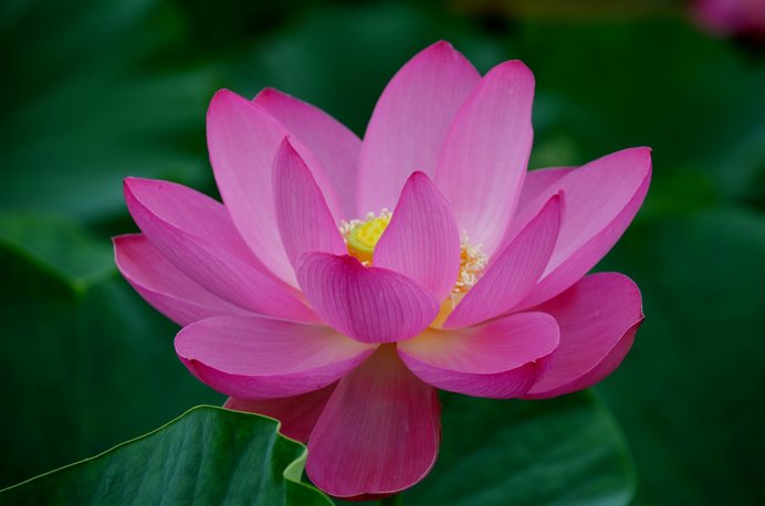 市の天然記念物「行田蓮」は、濃いピンク色が特徴の華やかな品種
