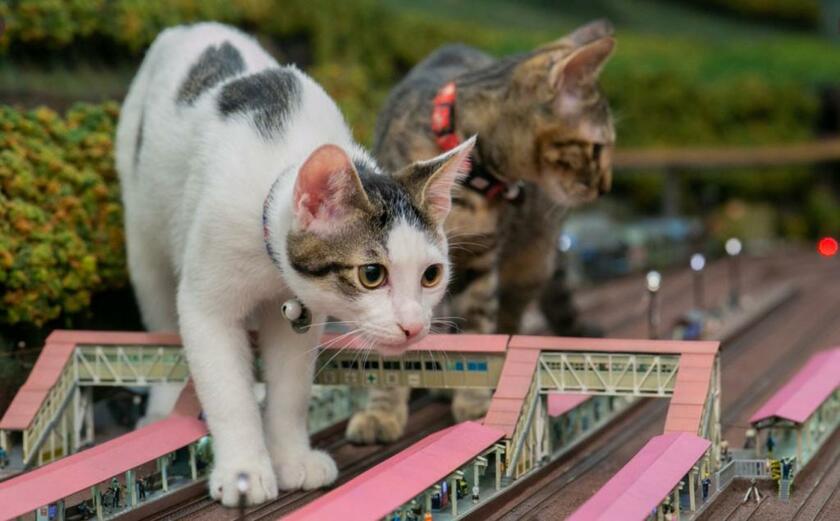 ジオラマ食堂の猫たちの様子は、ツイッターやユーチューブでも公開している。「猫家族は私たちに生きる希望を与えてくれました」とオーナーの寺岡さん。今後は「保護猫活動に力を入れたい」（ジオラマ食堂のツイッター画面から）