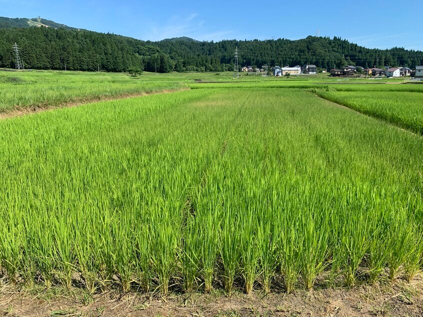 記録的な猛暑で稲が枯れ始めた水田=新潟県南魚沼市・フエキ農園提供