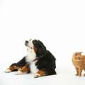 ネコが『イヌ化』するって本当? 増加する“犬っぽい猫”の真相