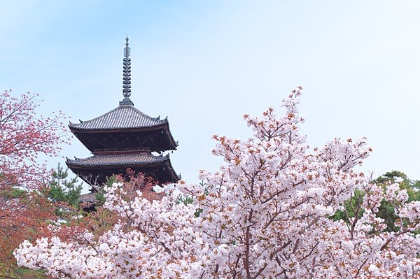 咲き誇る美しい桜に抱かれた世界文化遺産・仁和寺の五重塔（京都市右京区御室）