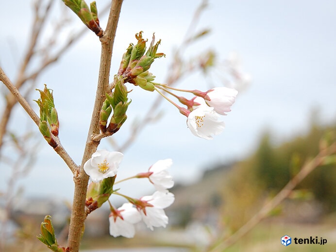 初めて開花した東松島市のソメイヨシノ（2014年4月21日撮影）