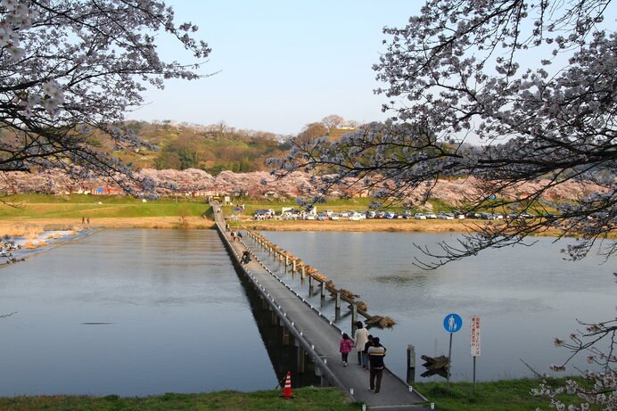 「日本さくら名所百選」に認定された斐伊川堤防桜並木