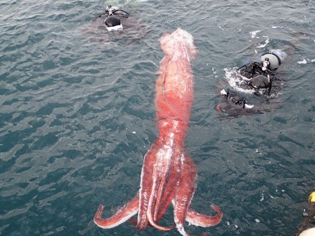 2015年2月に富山湾で確認されたダイオウイカ（写真提供：魚津水族館）