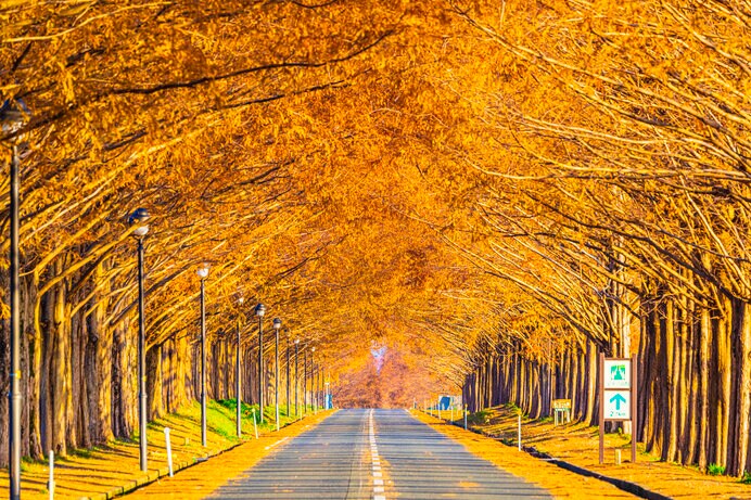 琵琶湖畔のメタセコイア並木。悠久の時間の流れを感じます