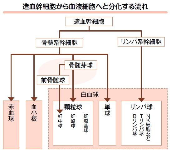 造血幹細胞から血液細胞へと分化する流れ