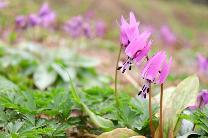 春を告げるかたくりの花