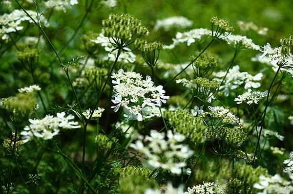 コリアンダーシードを収穫にむけて パクチーの花はほんのり花弁の中心がピンクになっていき可憐です