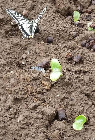 ナボコフは愛妻家で蝶の研究者でもあった？