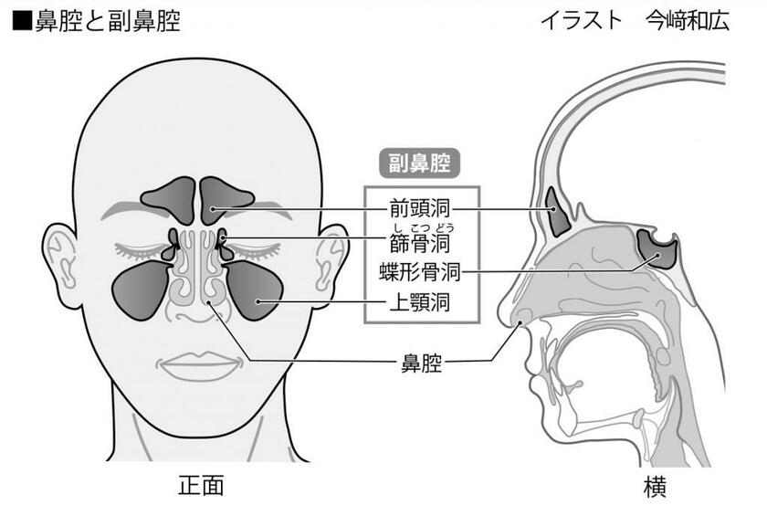 鼻腔と副鼻腔