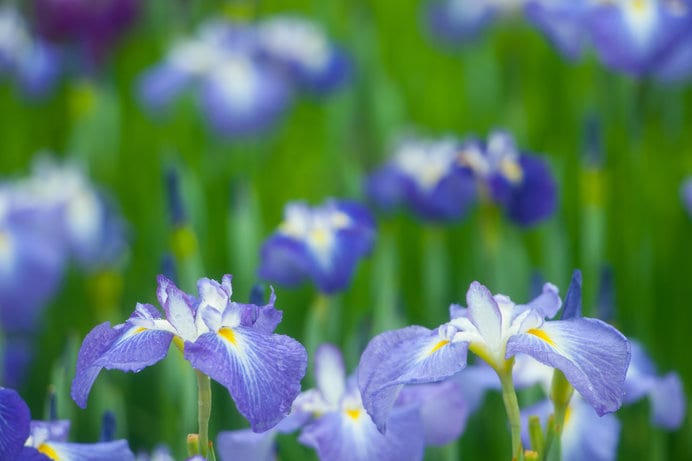 花びらのもとの方に黄色があれば、ハナショウブ