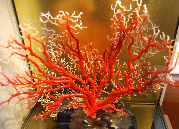 「アートコーラル銀座」に展示されている非売品の赤サンゴの原木。深い赤色が輝きを放っている（撮影／編集部・野嶋剛）
<br />