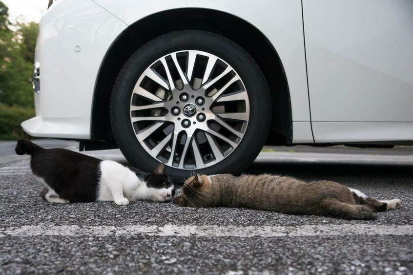 Canon EOS-1D X・f/3.2・1/500秒・ISO1600(撮影/猫写真家・沖昌之)