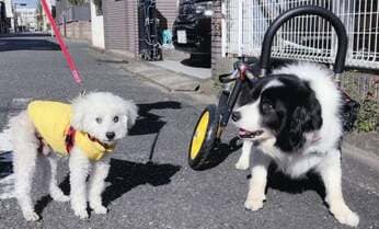 【ペットばか】ハンディを背負った2匹 散歩時に「頑張れ」と声かけられ