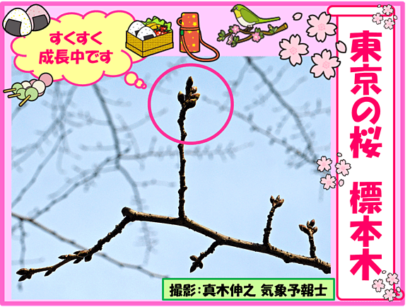 東京の桜　標本木の様子