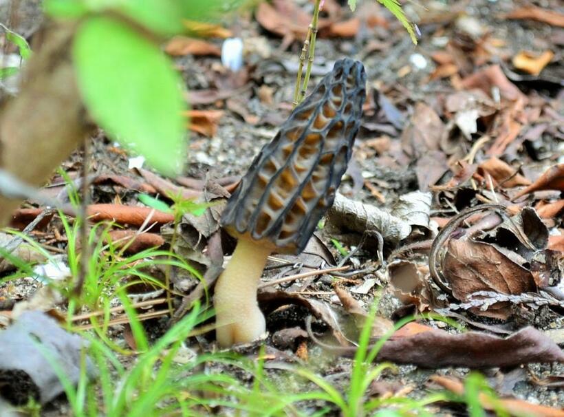 兵庫県立御影高校の環境科学部生物班（通称「キノコ部」）の部員たちが、神戸・六甲山系の再度公園で見つけた春のキノコ、トガリアミガサタケ