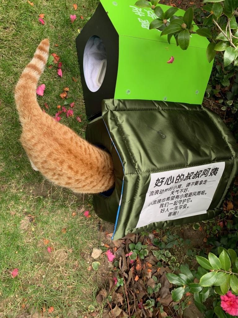 誰か猫好きさんが設置しくれたシェルター（提供）