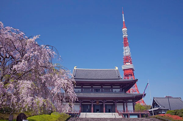 枝垂れ桜咲く芝増上寺と東京タワー