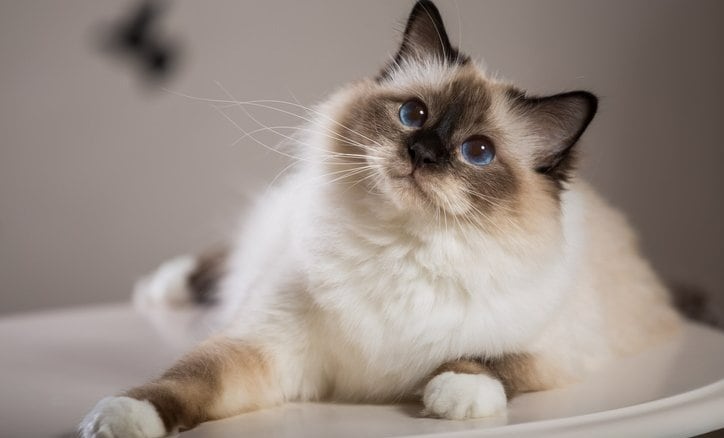 猫は「クールで気まま」は大誤解？　ヒトより多い「276種類」もの豊かな表情を持つ意外な理由