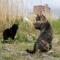【フォトギャラリー】必死すぎ?しがみつく猫、二本足で歩く猫…【沖昌之】