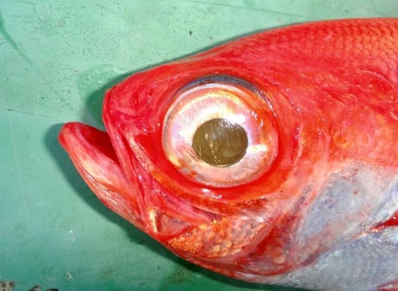 タペタム器官によって金色に光る金目鯛の目（出典：ＷＥＢ魚図鑑）