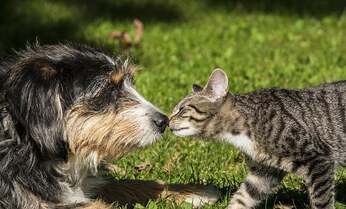 なぜ「猫部」があって「犬部」がない? 犬バカと猫バカの決定的な違い
