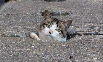 猫がひょっこり「えっへん、今日はもぐらのピンチヒッターを務めています」【沖昌之】