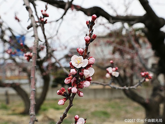 長野県千曲市「あんずの里」で開花したあんずの花　4月6日撮影（信州千曲観光局提供）