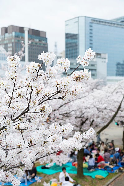 桜の開花状況をチェックして、花見に出かけましょう！