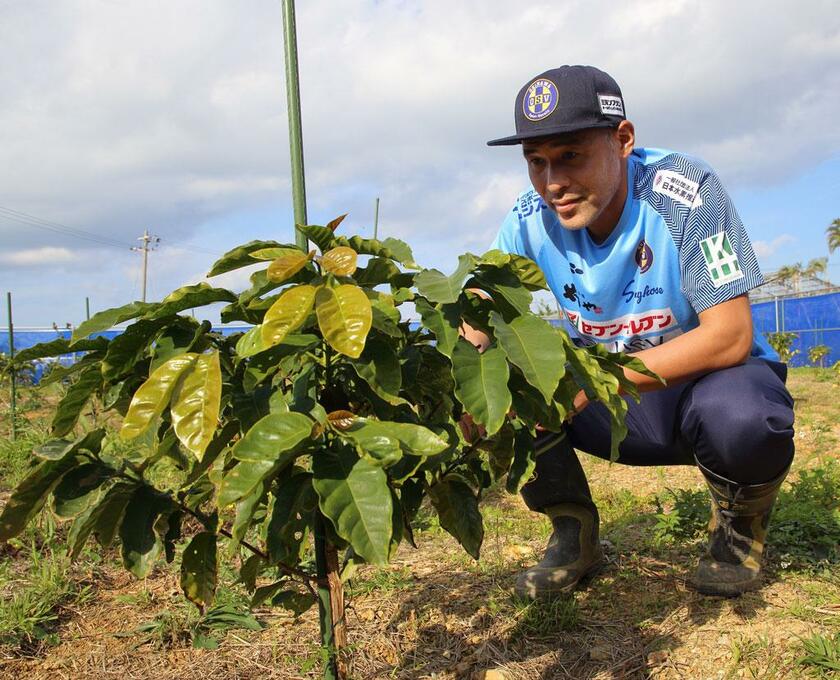 植樹したコーヒーの苗木をチェックする高原さん。沖縄ＳＶの選手たちの日課になっている（写真：普久原朝日）