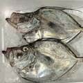 意外に多い「釣り人に人気ない魚」「流通せずに地元のみで食べられる魚」とは?