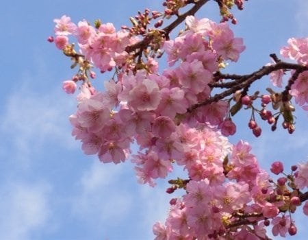 満開間近！青空をバックに河津桜