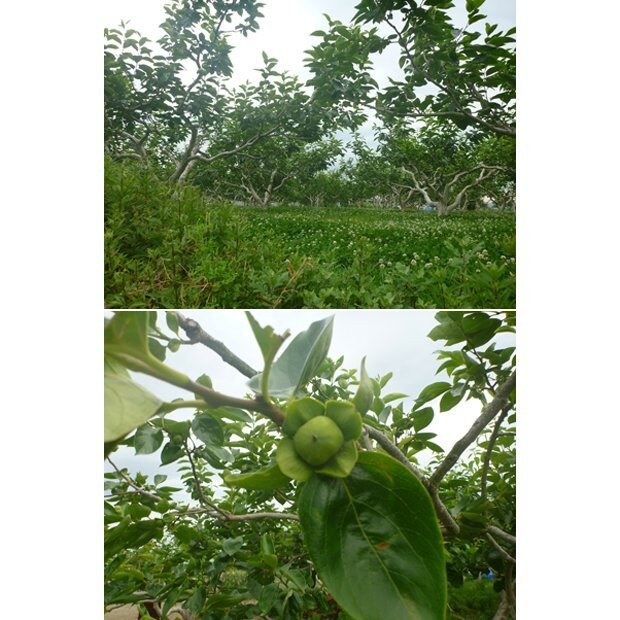 上：実家のまわりは一面の柿畑　下：実りつつある岐阜産の富有柿（撮影：MEGAHORN）