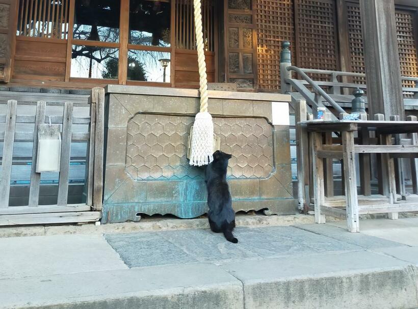 2020年末のある日、神社でお参りしていた黒猫。撮影／nori(@nori22)さん