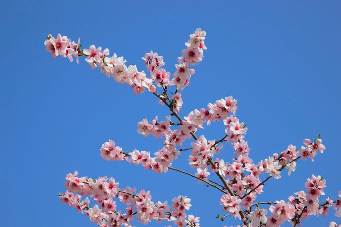 アーモンドの花。桜とそっくり