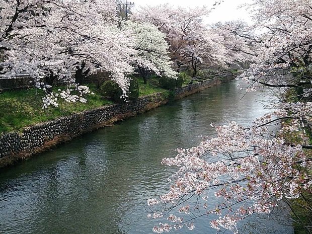 玉川上水の桜堤