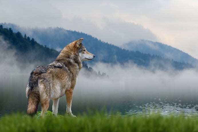 ニホンオオカミに抱く現代人の憧れ。しかしいたずらな幻想は無関心と変わりないかもしれません