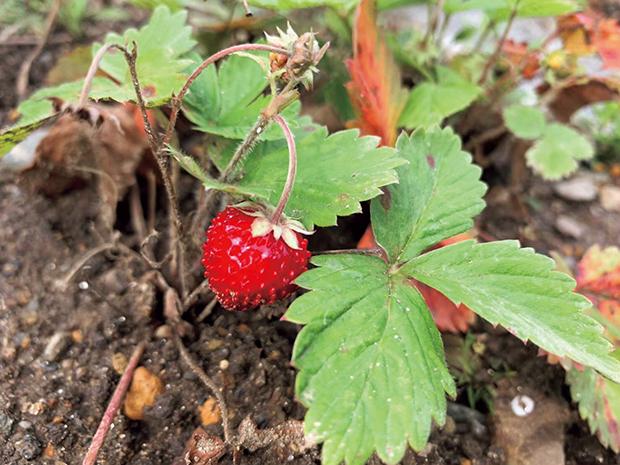 妻がもらってきた野イチゴの苗も、立派な実をつけた。家の庭でいちごができるなんて、素敵すぎる