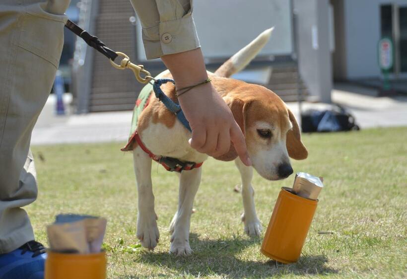 ヒアリのにおいを含んだ缶を探し当てるヒアリ探索犬／２０１８年３月、鹿児島市の鹿児島大（ｃ）朝日新聞社