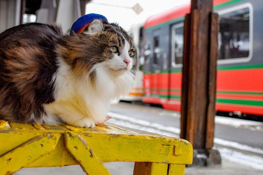 会津鉄道芦ノ牧温泉駅の駅長「らぶ」。ローカル線にとって、猫駅長がもたらす経済効果も大きい。地域の活性化としても期待されている（各社提供）