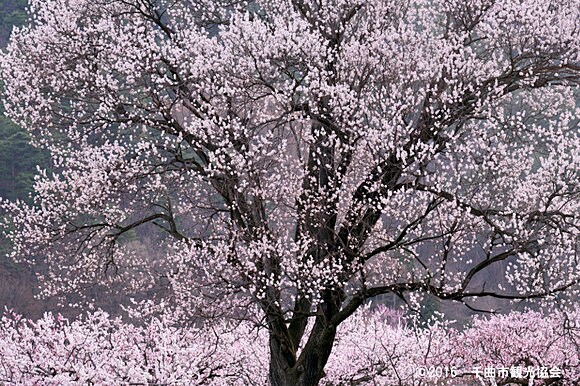 春霞のような満開のあんずの花（千曲市観光協会提供）