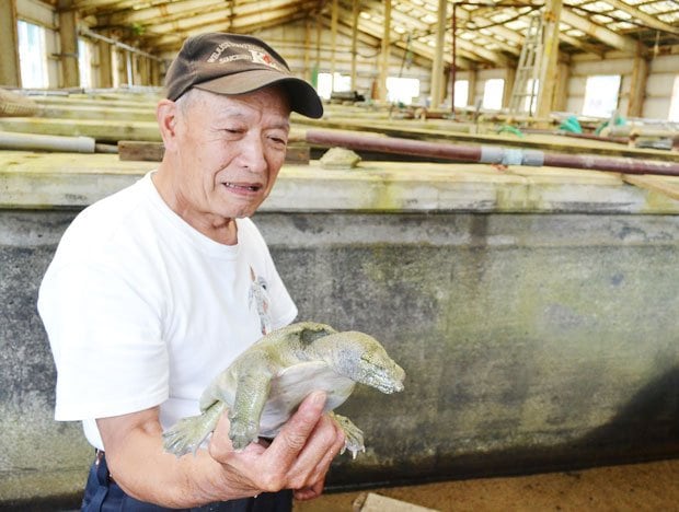 出荷できる大きさにまで育ったスッポンを手にする増田さん