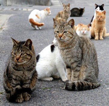 男木島の漁港に集まった猫　（ｃ）朝日新聞社