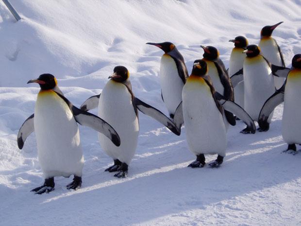 ペンギンに「速く走れ」と言って他の動物と競わせて点数をつける……得意不得意があるのは、人間も一緒だ